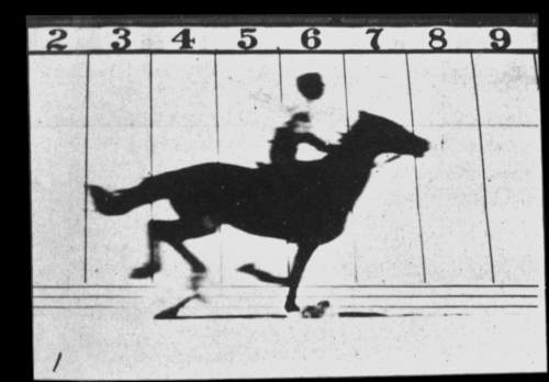 Eadweard Muybridge’s 1878 photographs of a galloping horse, played as a loop, captioned: me sprinting to merge before the 5pm freeze